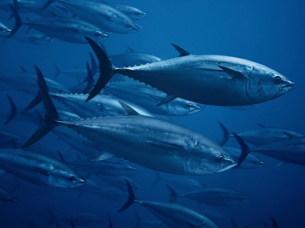 bluefin tuna school underwater