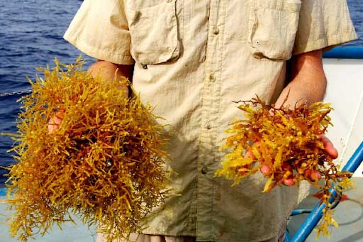 sargassum natans and sargassum fluitans in the caribbean