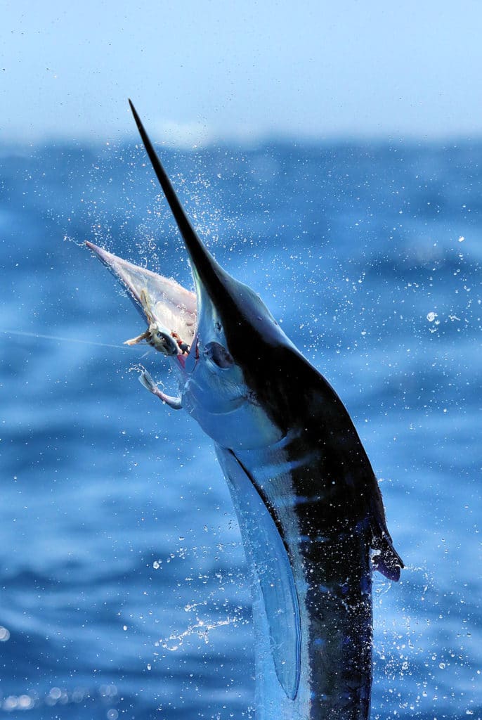 white marlin hooked up with circle hook