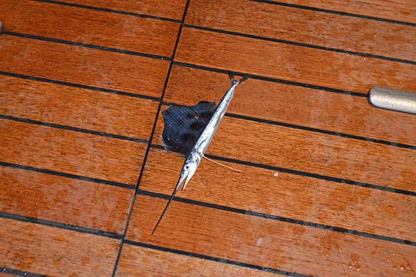 Baby Sailfish Photo - 5