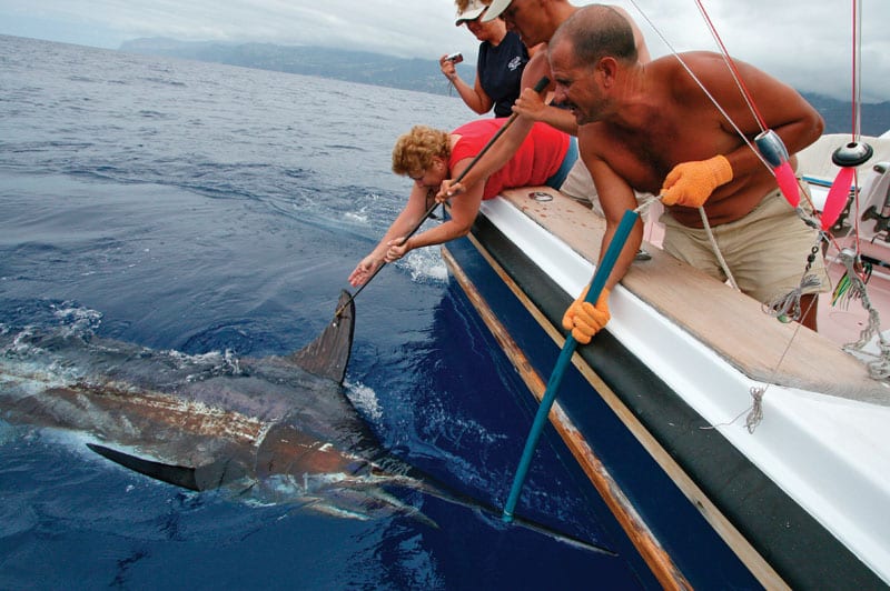 peter-bristow-marlin-in-water.jpg