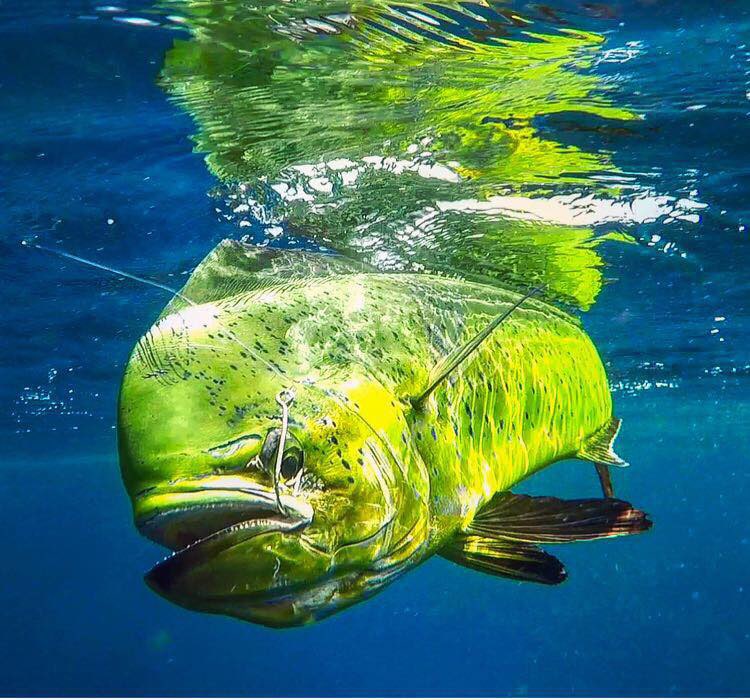 mahi mahi underwater