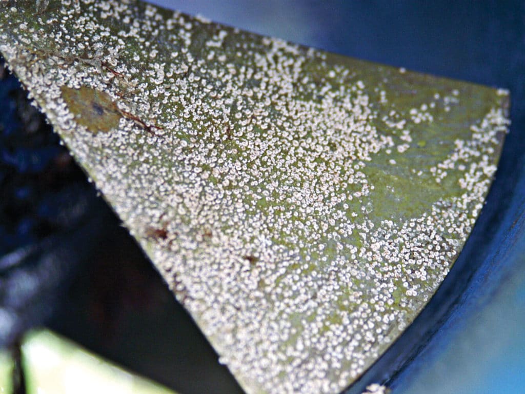 growth on boat