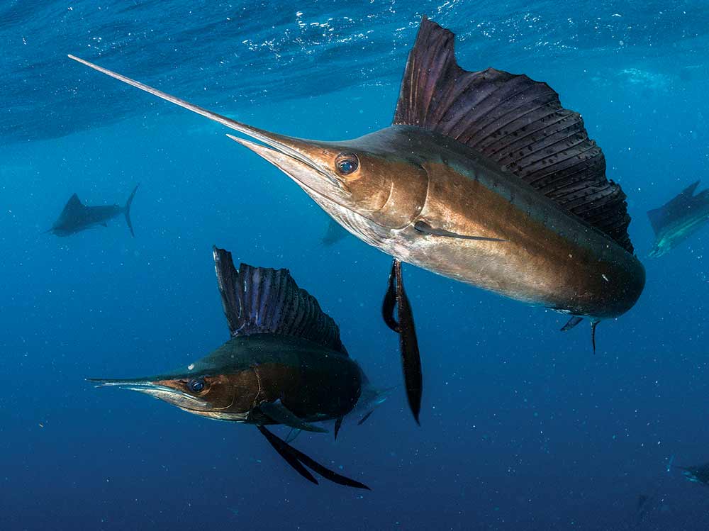 pod of sailfish in florida keys