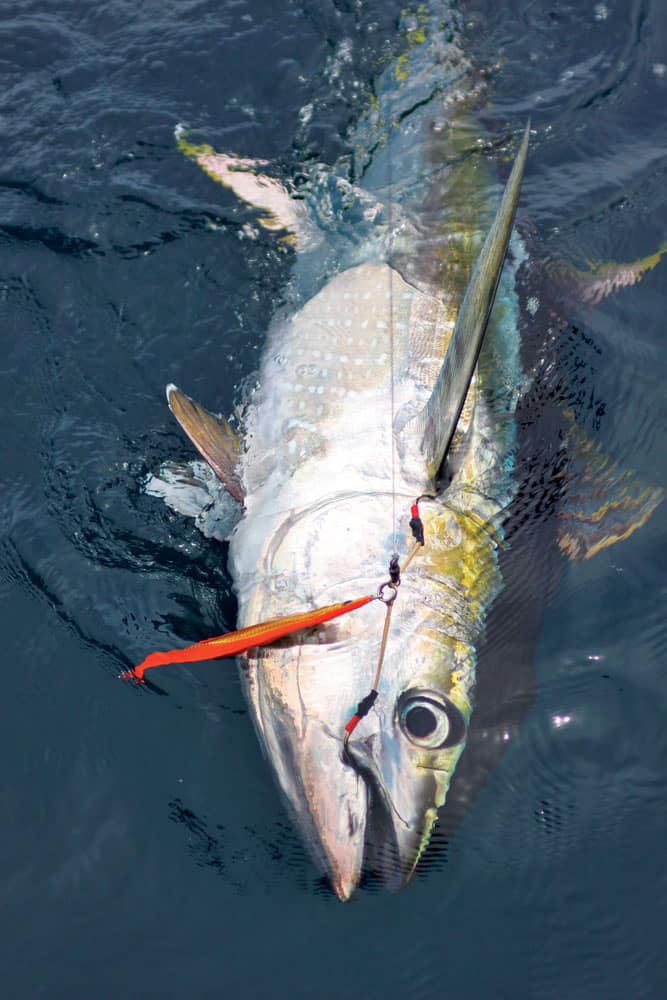 fishing for tuna with a popper