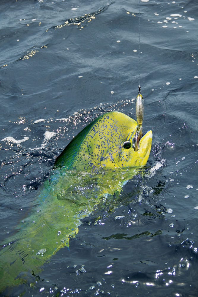 fishing for dolphin offshore