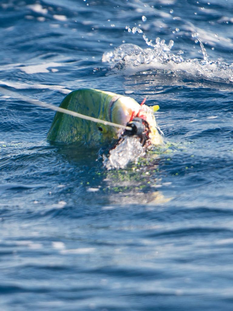 Mahimahi bahamas fishing