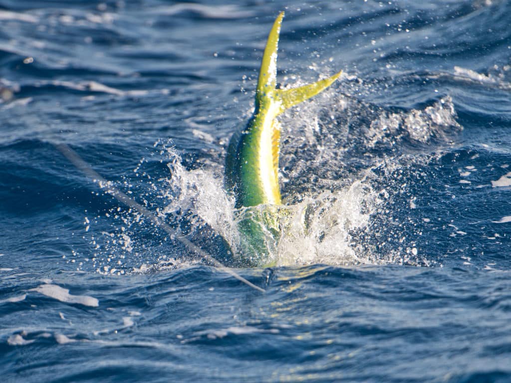 mahimahi bahamas fishing