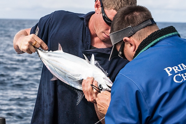 preparing bait