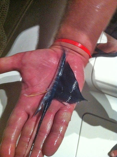 Baby sailfish picture