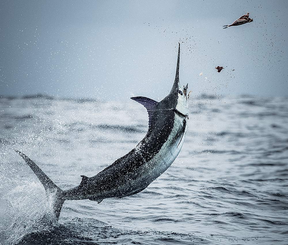 marlin jump out of the water