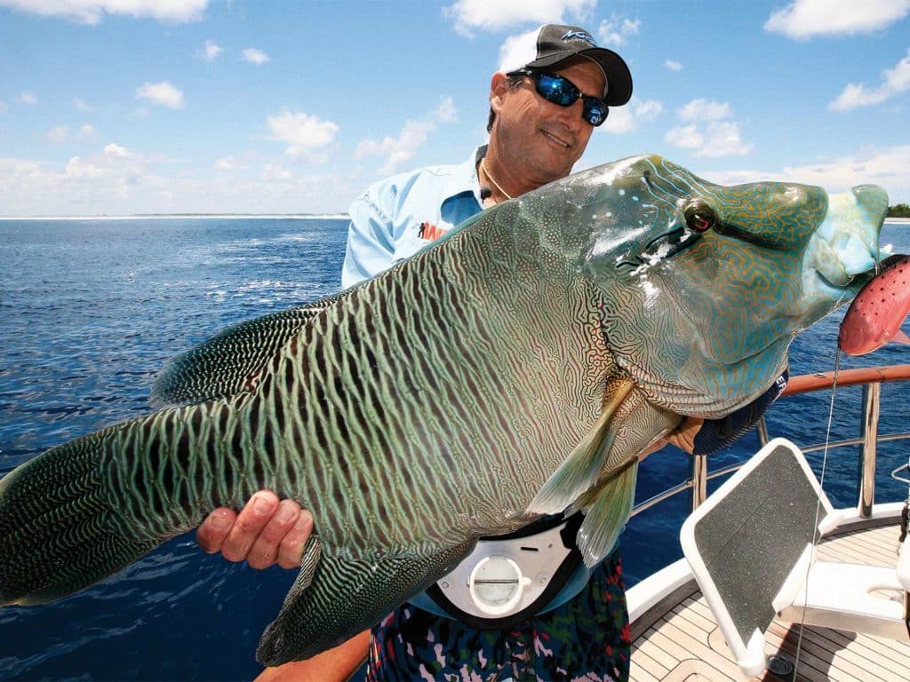 reef fishing maori wrasse