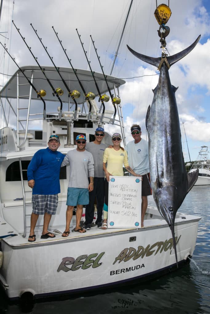 2016 Bermuda Triple Crown Reel Addiction blue marlin