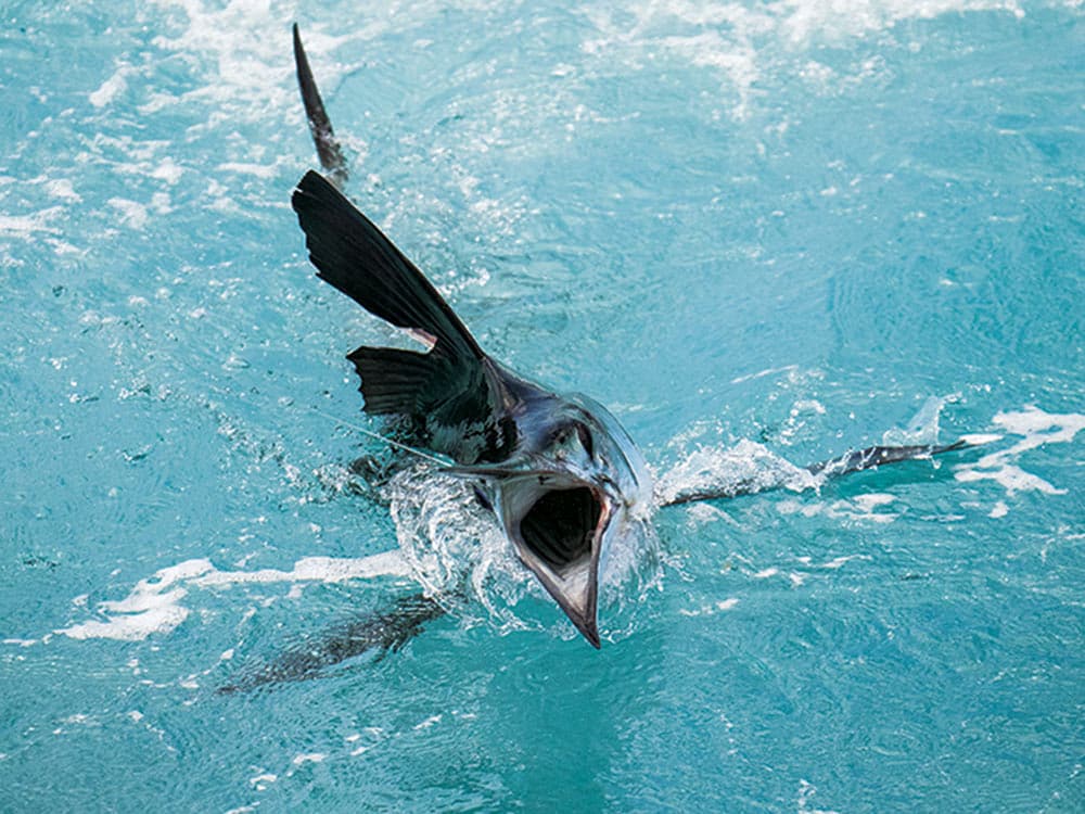 white marlin in the water