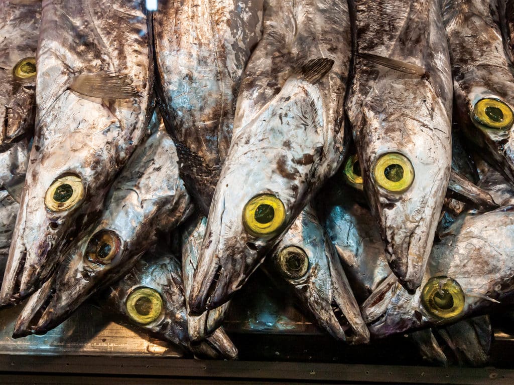 A large pile of ribbon fish that will be used for bait fishing.