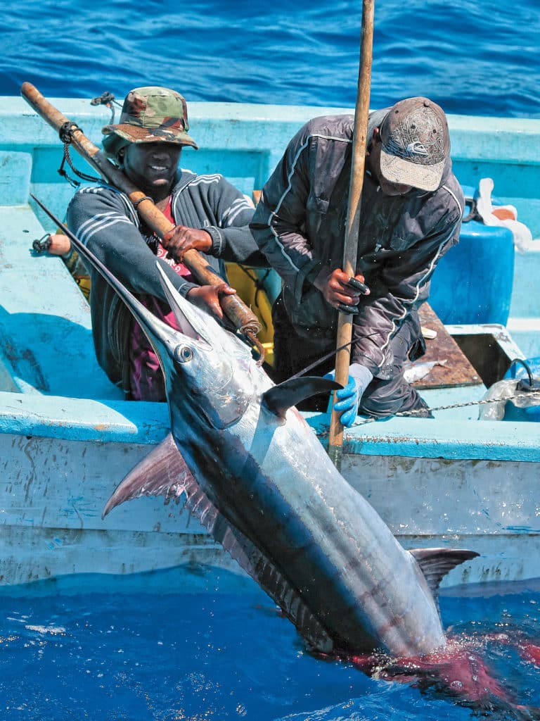 The Caribbean Billfish Project aims to create sustainable management in the western Atlantic.