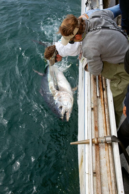 A giant bluefin tuna at the boat