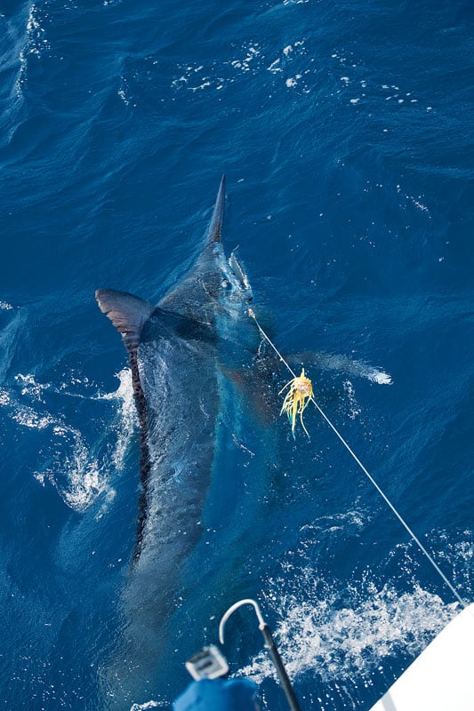 A black marlin at boatside ready for release.