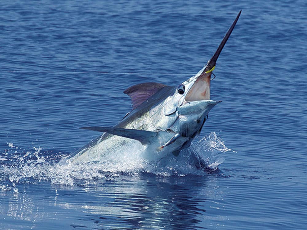 blue marlin on lure in hawaii