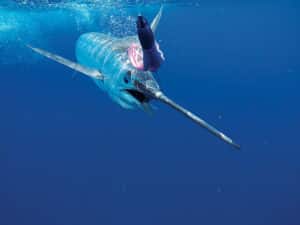 How to Rig Marlin Lures | Marlin