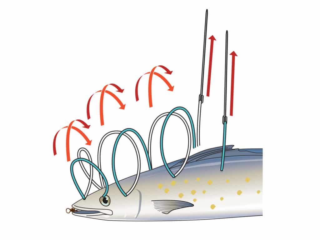 rigging a spanish mackerel pitch bait