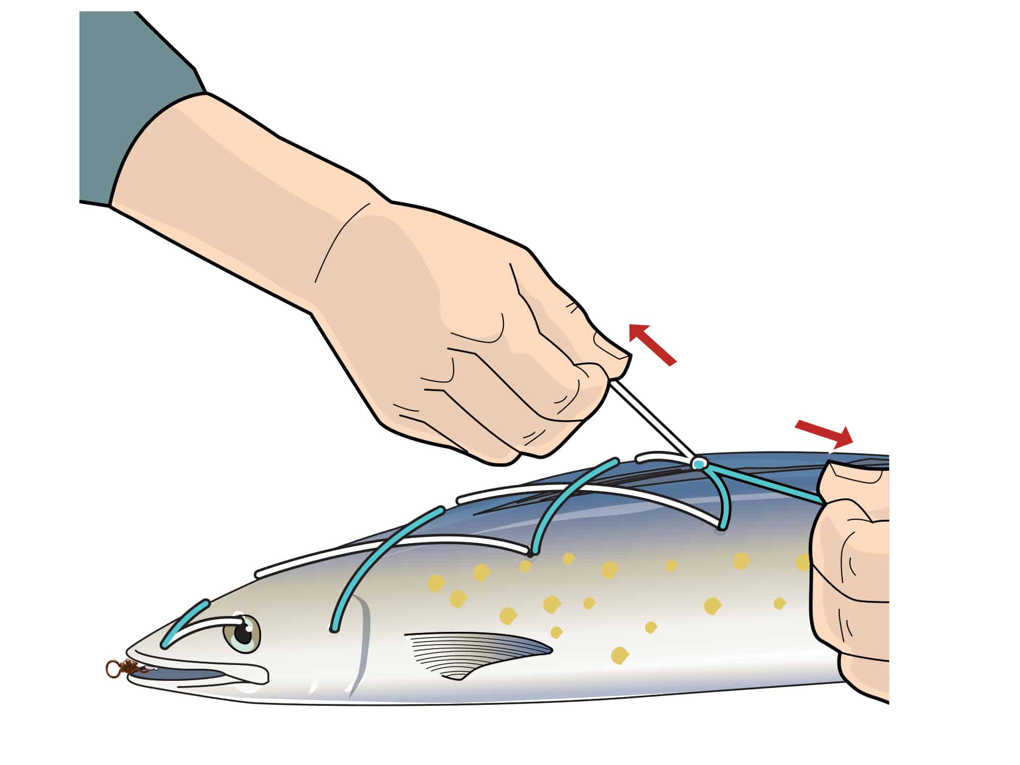 How to Rig a Mackerel Pitch Bait for Blue Marlin Marlin