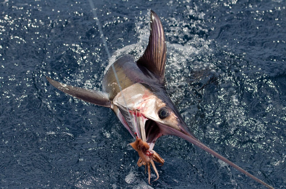 fishing for Atlantic sailfish