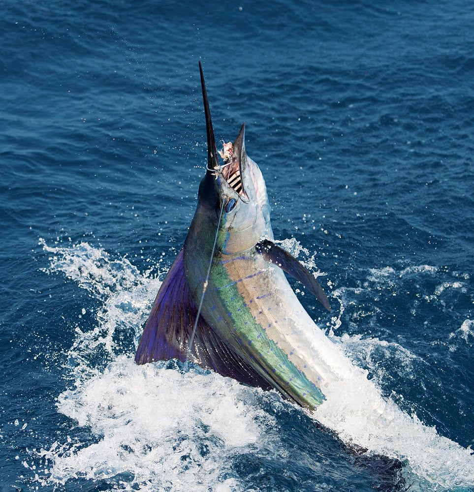 pacific sailfish in Costa Rica