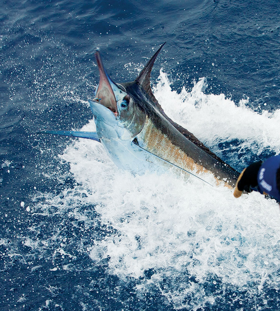 fishing for Pacific blue marlin