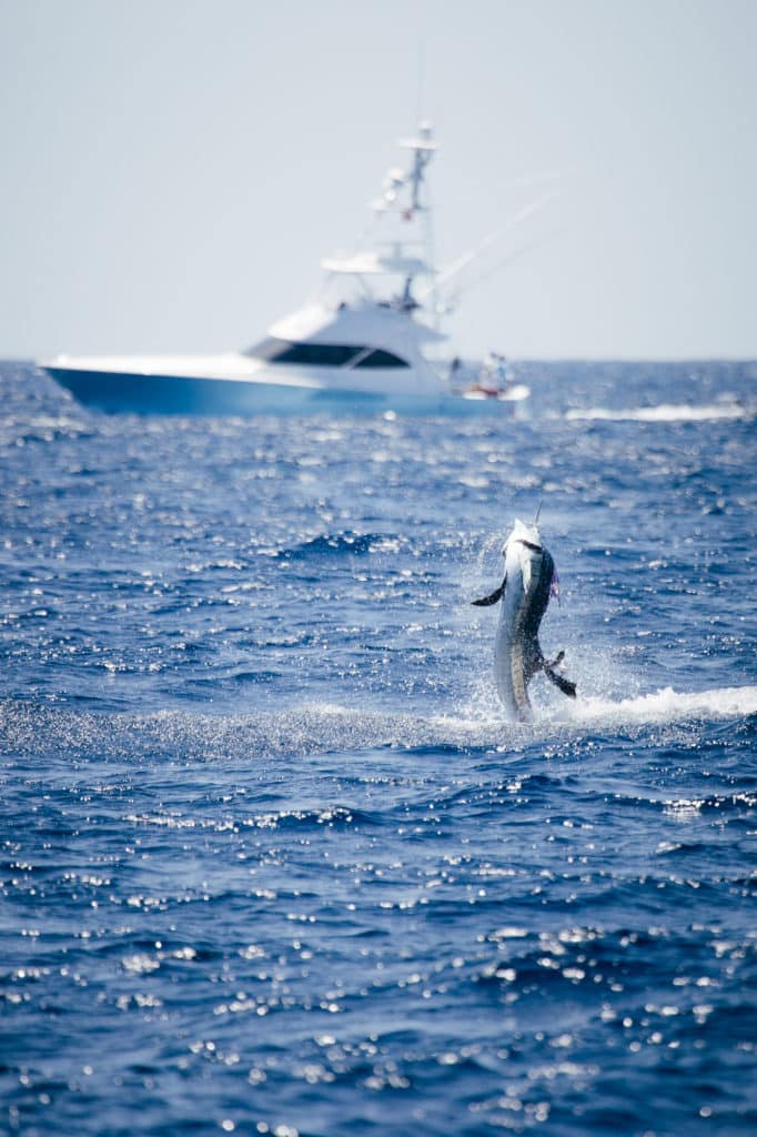 2017 Masters Angling Tournament sailfish