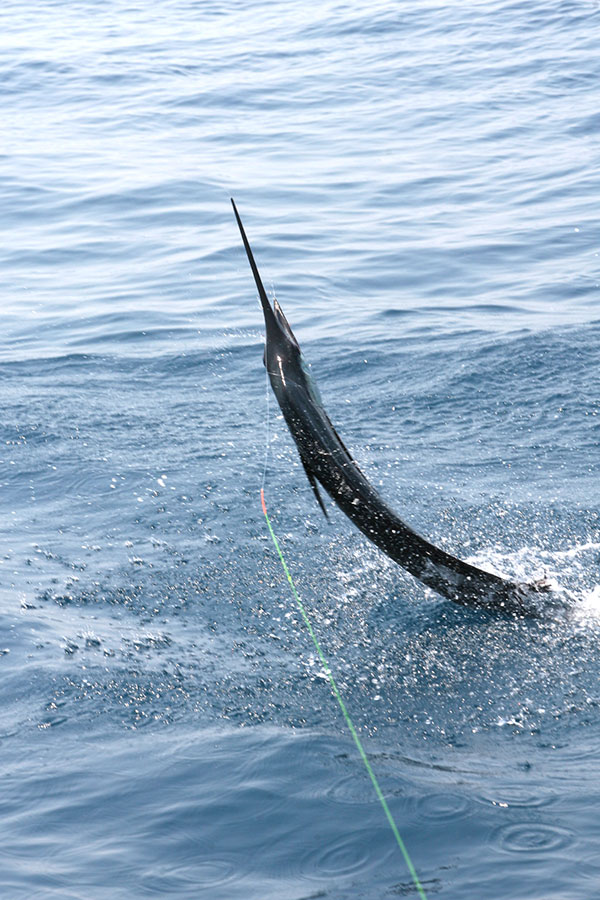 sail-14.jpg
