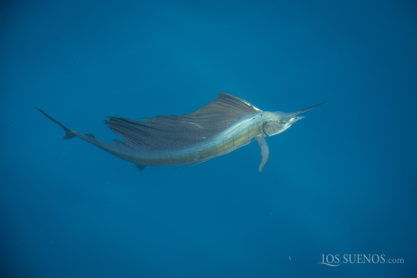 Los Sueños Triple Crown 2017 Photo Gallery Marlin