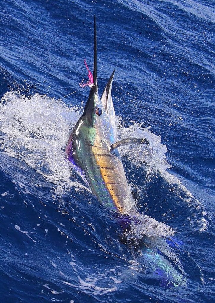 guatemala billfish marlin sailfish