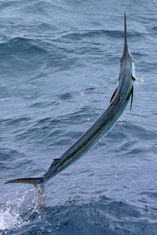 kite-fishing for sailfish