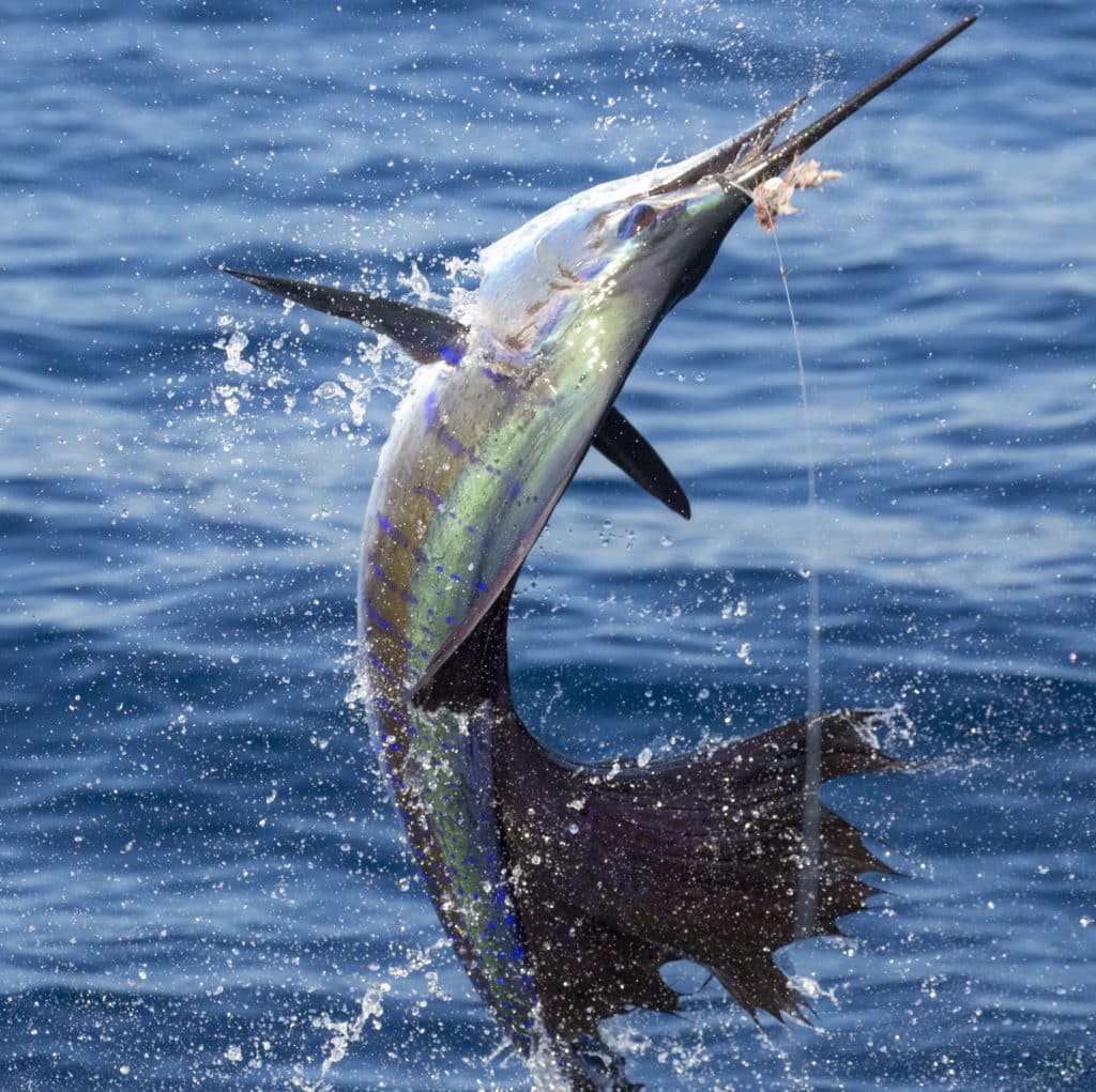 Pacific Sailfish Guatemala