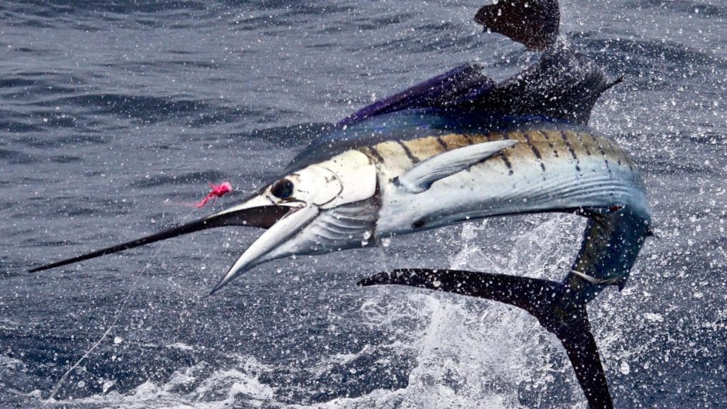 Pacific sailfish jumping