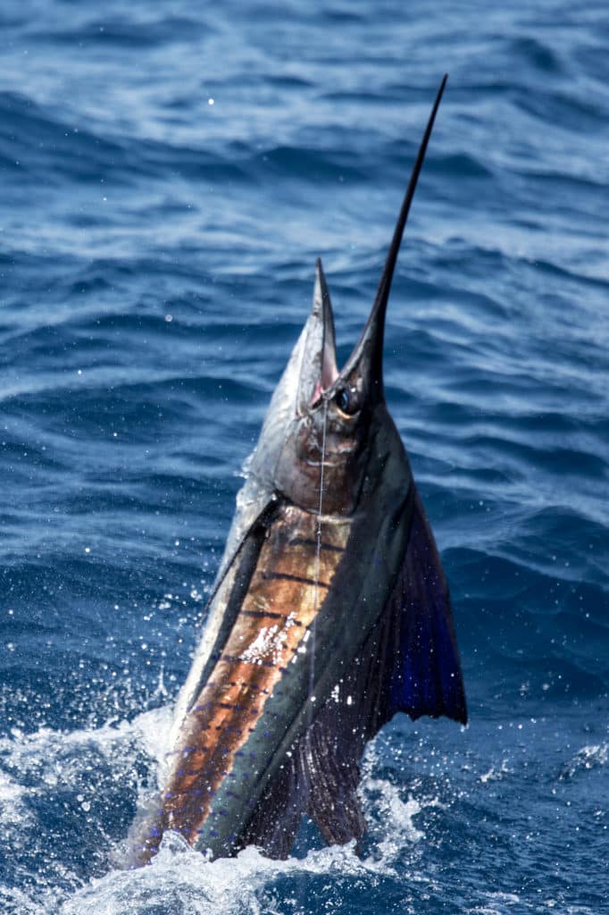 2017 Masters Angling Tournament sailfish jumping