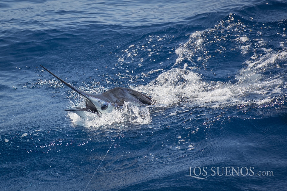 sailfish