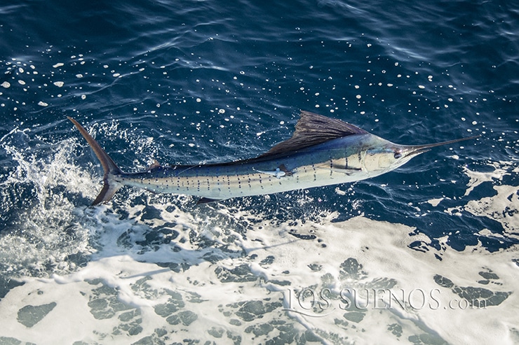 sailfish