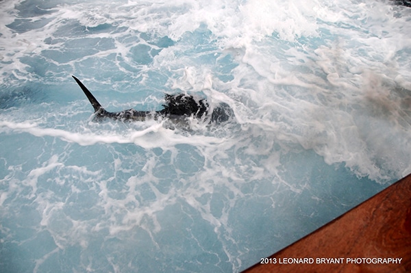 sailfish-in-the-wash.jpg