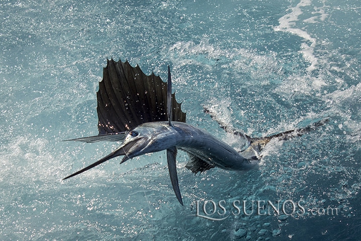 2017 Los Sueños Signature Triple Crown Leg 1 Costa Rica