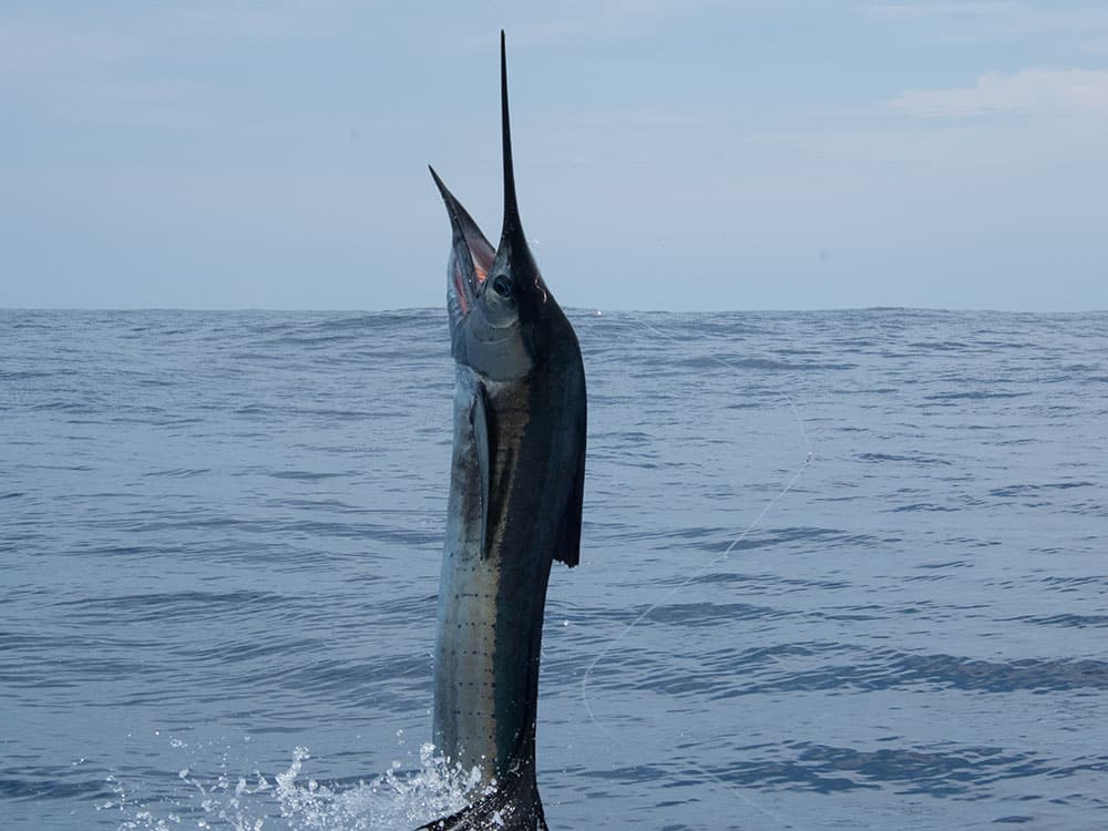2017 flor de cana international billfish tournament nicaragua