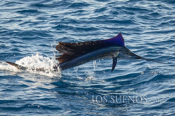 2017 Los Sueños Signature Triple Crown Leg 1 Costa Rica