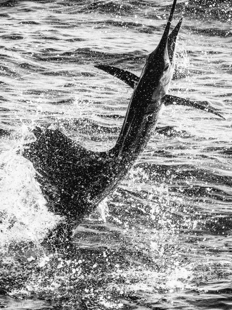 sailfish jumping