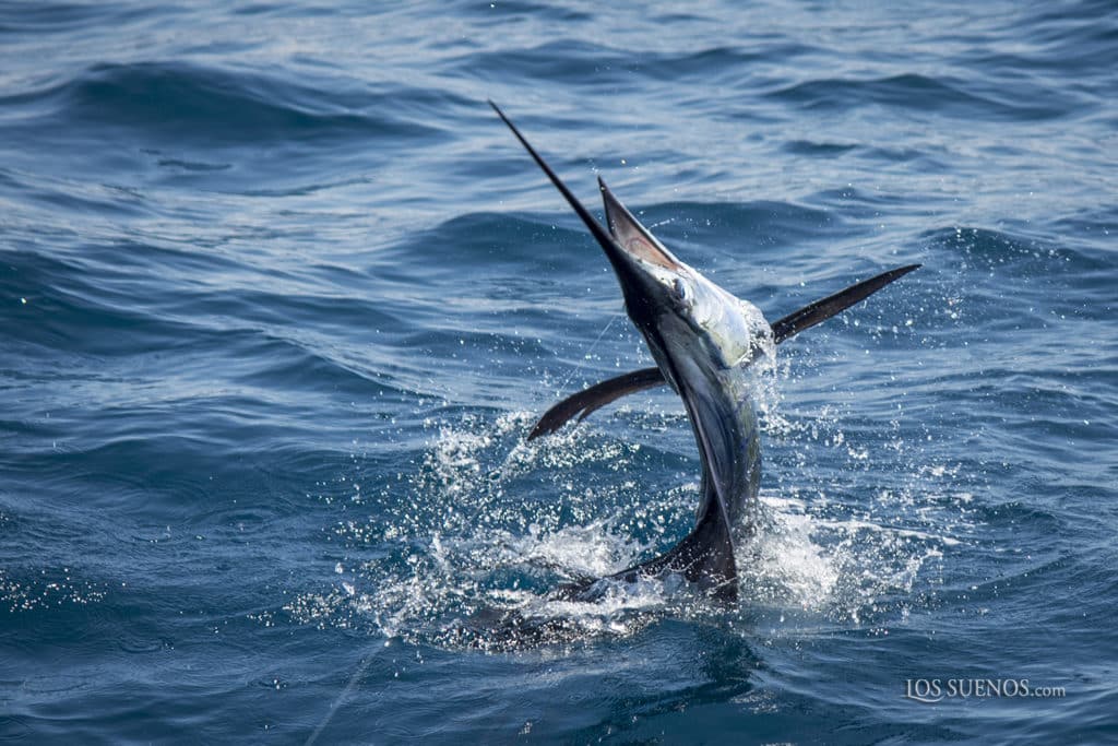 sailfish jumping