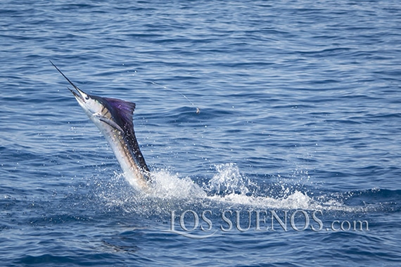 2017 Los Sueños Signature Triple Crown Leg II