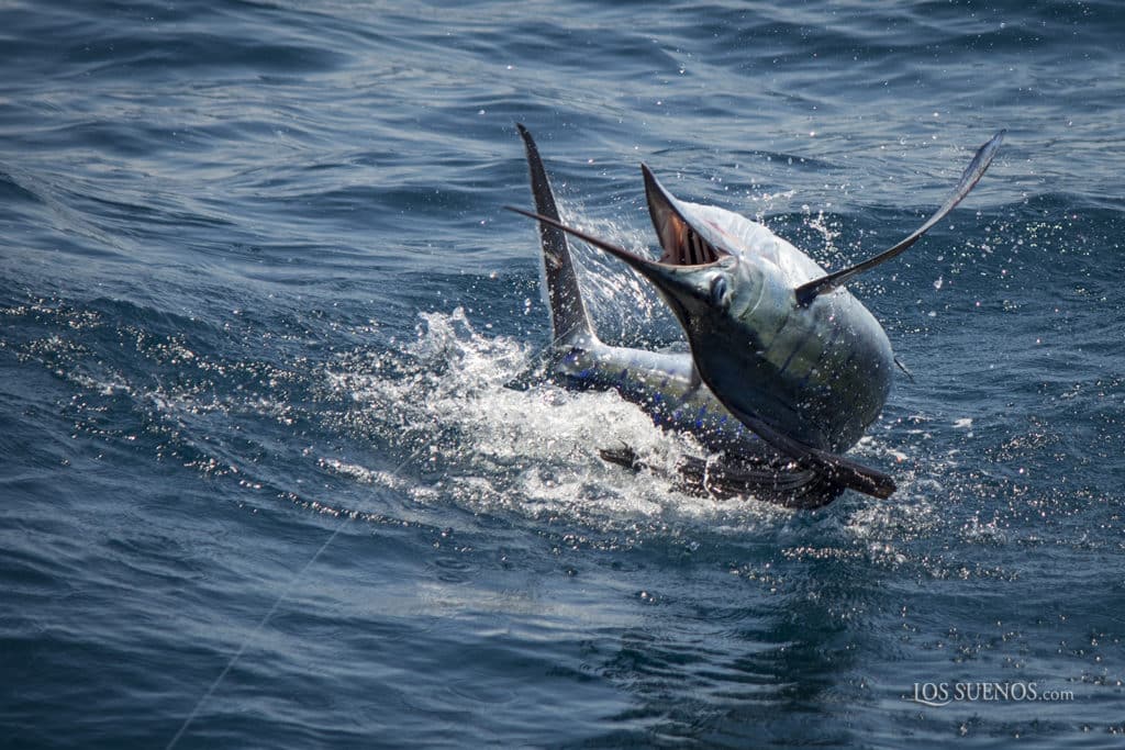 sailfish jumping