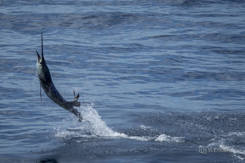 sailfish jumping