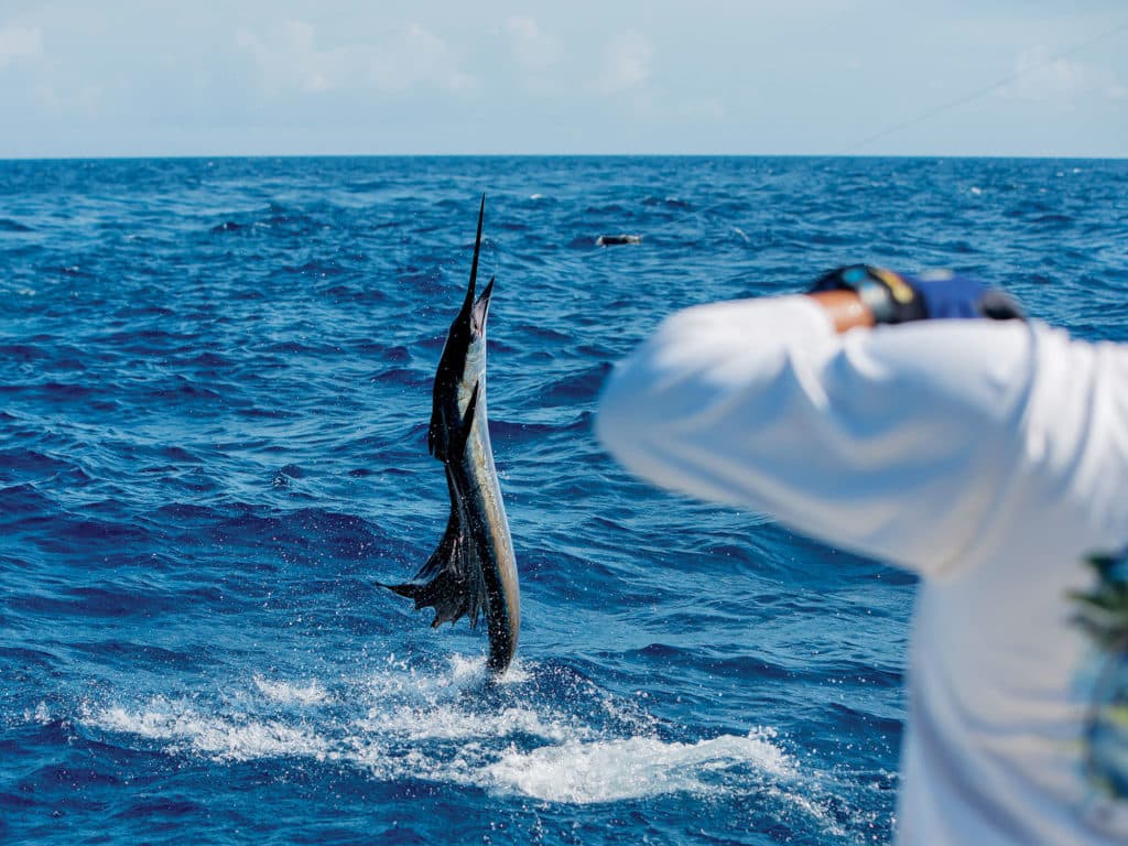 marlin sailfish fishing southern caribbean aruba bonaire curacao
