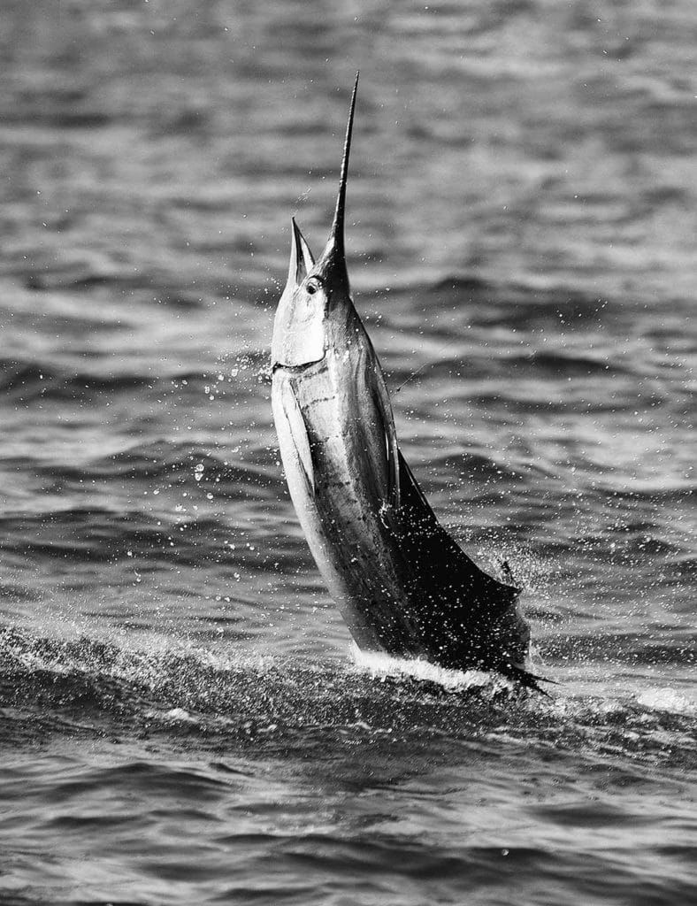 sailfish jumping in black and white